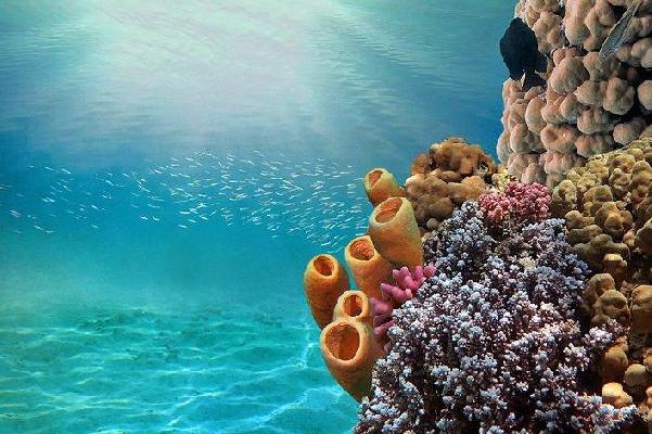 coralreef700x470